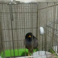 مرغ مینا سخنگو
