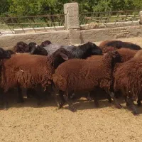 21راس بره