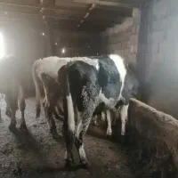 گوساله نر|حیوانات مزرعه|قزوین, |دیوار