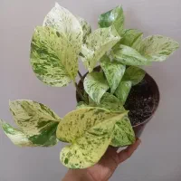 فروش گل های آپارتمانی جذاب