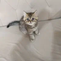 گربه