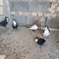 کبوترجون
