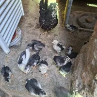مرغ گلین کرچ با ۱۰عدد جوجه