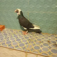 کفتر