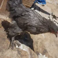 مرغ برهما