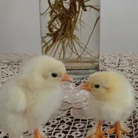 جوجه برهما