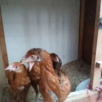 جوجه لاری اصیل درجه یک