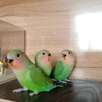 جوجه کوتوله برزیلی