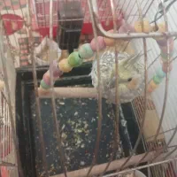 طوطی.|پرنده|زنجان, |دیوار