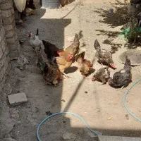 مرغ فروشی