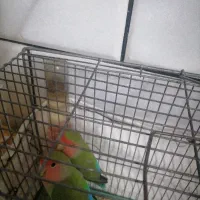 یه جفت کوتوله بازیگوش