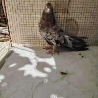 ماده سرور تهرانی