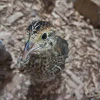 جوجه بلدرچین 25 روزه