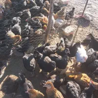 جوجه خروس محلی کاسرک مرغ تخم گذار