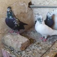 سه عدد کفتر