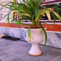 گل طبیعی