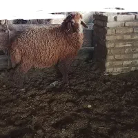 میش جوان و بره