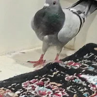 کبوتر