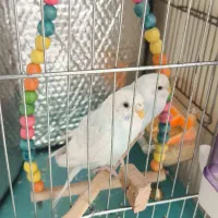 مرغ عشق ماده