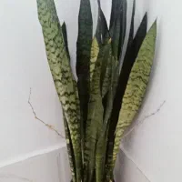گل سانسوریا