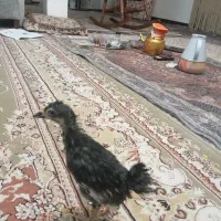 پنج قطعه جوجه ۶۰ روزه