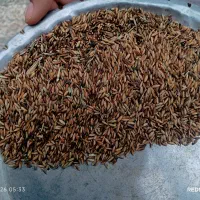 شلتوک|خدمات باغبانی و درختکاری|اهواز, کوی علوی|دیوار