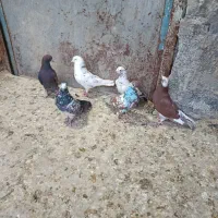 کبوتر شکار