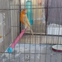 شتری سرخ