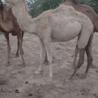 شتر مجی سه سال پاکستانی
