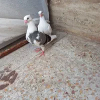 کفتر کاکل