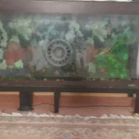 اکواریوم