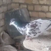 خال افشون ساده افشون