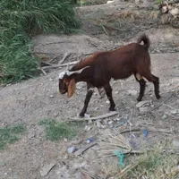 کهره چاق حاجی اباد