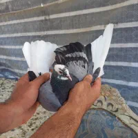 کفتر غریبگیری
