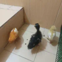 اردک و دو تا جوجه رنگی