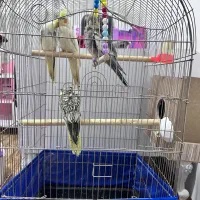 عروس هلندی نر و ماده