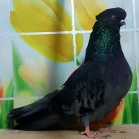 نوک قنار فروشی
