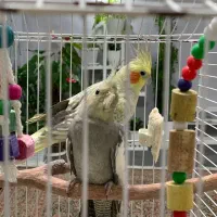 عروس هلندی