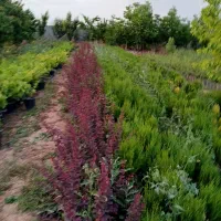 تولید گل و گیاه