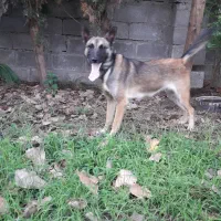 سگ مالینویز هشت ماهه ماده