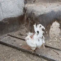خروس گلین