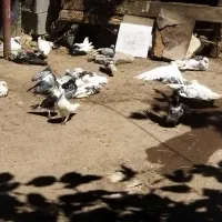 کبوتر پرشی وزیبا