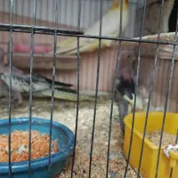 3عدد جوجه عروس هلندی