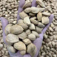 خرید و فروش بادام شیرین و تلخ