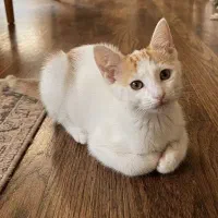 گربه سه ماهه
