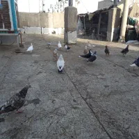 کبوتر
