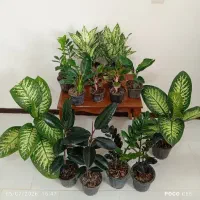 گل های(پرنده بهشتی،فیکوس بلک و.)