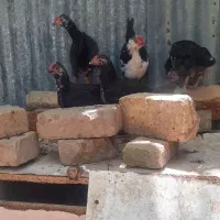 جوجه خروس گلین