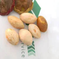 پادری|پادری|زابل, |دیوار