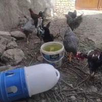 خروس گلین